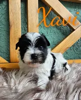 Xavi, a male Yorkshire Terrier for sale in Trinity, FL – 3 of 6