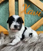 Xavi, a male Yorkshire Terrier for sale in Trinity, FL – 4 of 6