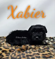 Xabier, a male Yorkshire Terrier for sale in Trinity, FL – 2 of 4