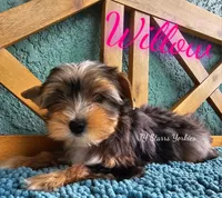 Willow READY , a female Yorkshire Terrier for sale in Trinity, FL – 5 of 5