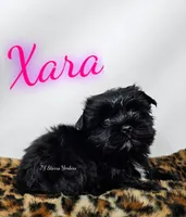 Xara READY , a female Yorkshire Terrier for sale in Trinity, FL – 2 of 5