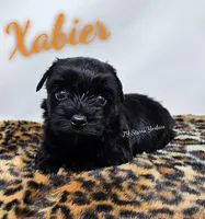 Xabier, a male Yorkshire Terrier for sale in Trinity, FL – 1 of 4