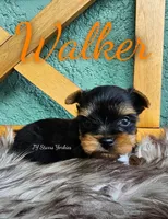 Walker, a male Yorkshire Terrier for sale in Trinity, FL – 2 of 4