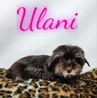 Ulani READY , a female Yorkshire Terrier for sale in Trinity, FL – 2 of 4