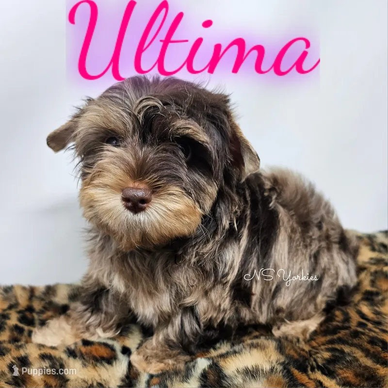 Ultima READY  – Yorkshire Terrier puppy for sale in Trinity, FL