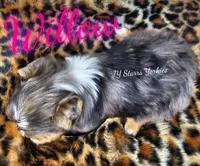 Willow , a female Yorkshire Terrier for sale in Trinity, FL – 2 of 5