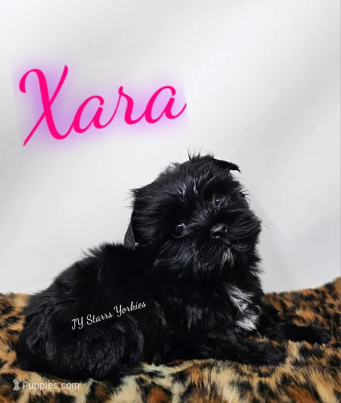 Xara – Yorkshire Terrier puppy for sale in Trinity, FL