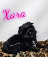 Xara READY , a female Yorkshire Terrier for sale in Trinity, FL – 1 of 5