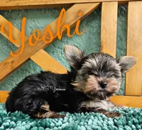 Yoshi, a male Yorkshire Terrier for sale in Trinity, FL – 2 of 5