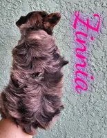 Zinnia, a female Yorkshire Terrier for sale in Trinity, FL – 4 of 7