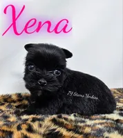 Xena Small, a female Yorkshire Terrier for sale in Trinity, FL – 2 of 4