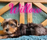 Willow READY , a female Yorkshire Terrier for sale in Trinity, FL – 2 of 5