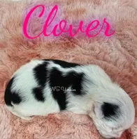 Clover, a female Yorkshire Terrier for sale in Trinity, FL – Photo 5 of 6