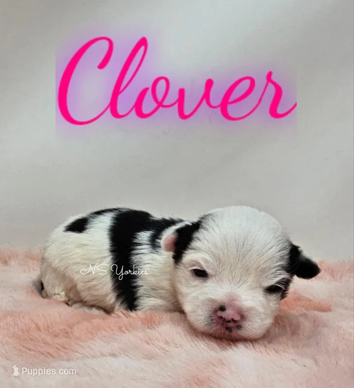 Clover – Yorkshire Terrier puppy for sale in Trinity, FL