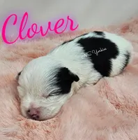 Clover, a female Yorkshire Terrier for sale in Trinity, FL – Photo 3 of 6