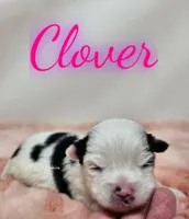 Clover, a female Yorkshire Terrier for sale in Trinity, FL – Photo 6 of 6