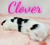 Clover, a female Yorkshire Terrier for sale in Trinity, FL – Photo 2 of 6