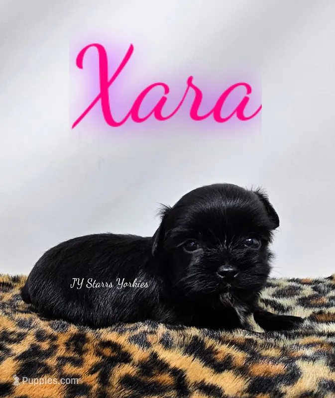 Xara – Yorkshire Terrier puppy for sale in Trinity, FL