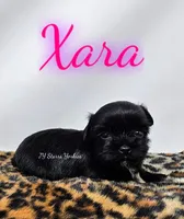 Xara, a female Yorkshire Terrier for sale in Trinity, FL – 1 of 4
