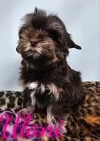 Ulani READY , a female Yorkshire Terrier for sale in Trinity, FL – 3 of 4