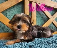 Willow READY , a female Yorkshire Terrier for sale in Trinity, FL – 3 of 5