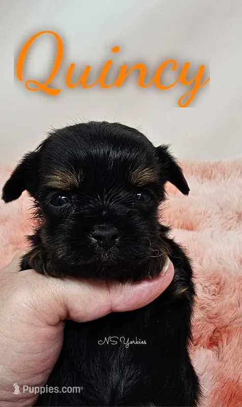 Quincy small – Yorkshire Terrier puppy for sale in Trinity, FL