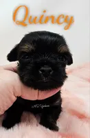 Quincy small, a male Yorkshire Terrier for sale in Trinity, FL – Photo 3 of 4