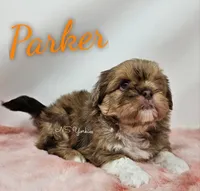 Parker , a male Shorkie for sale in Trinity, FL – Photo 3 of 5