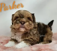 Parker , a male Shorkie for sale in Trinity, FL – Photo 4 of 5