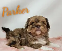 Parker , a male Shorkie for sale in Trinity, FL – Photo 1 of 5