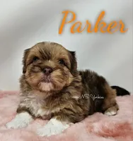 Parker , a male Shorkie for sale in Trinity, FL – Photo 2 of 5