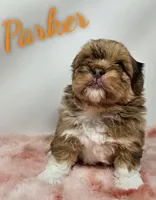 Parker , a male Shorkie for sale in Trinity, FL – Photo 5 of 5