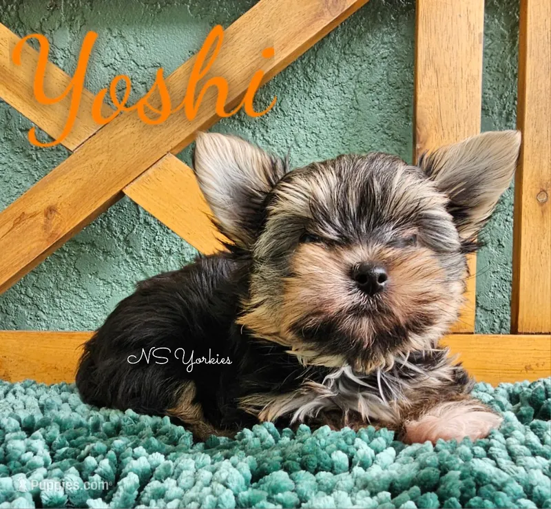 Yoshi – Yorkshire Terrier puppy for sale in Trinity, FL