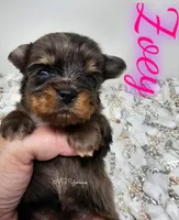 Zoey, a female Yorkshire Terrier for sale in Trinity, FL – 3 of 4