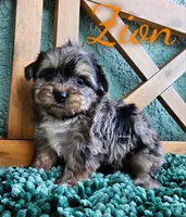 Zion, a male Yorkshire Terrier for sale in Trinity, FL – 2 of 7