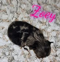Zoey, a female Yorkshire Terrier for sale in Trinity, FL – 2 of 4