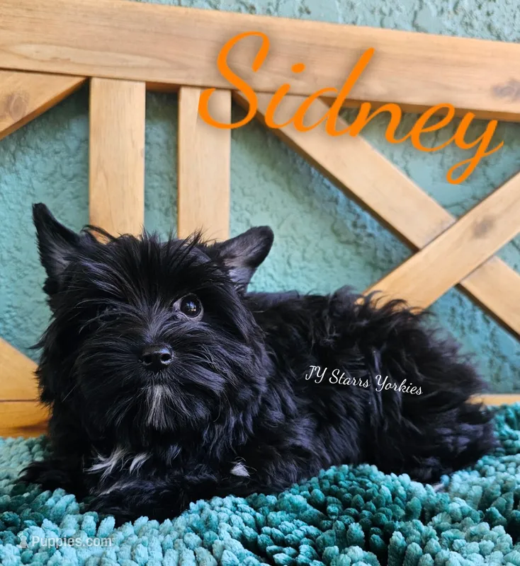 Sidney READY  – Yorkshire Terrier puppy for sale in Trinity, FL