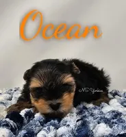 Ocean READY , a male Yorkshire Terrier for sale in Trinity, FL – Photo 4 of 4