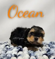 Ocean READY , a male Yorkshire Terrier for sale in Trinity, FL – Photo 1 of 4