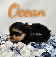 Ocean READY , a male Yorkshire Terrier for sale in Trinity, FL – Photo 2 of 4
