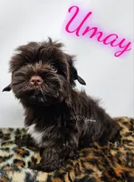 Umay READY , a female Yorkshire Terrier for sale in Trinity, FL – 3 of 5