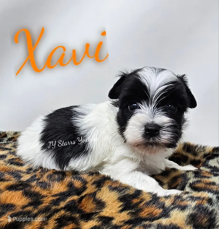 Xavi – Yorkshire Terrier puppy for sale in Trinity, FL