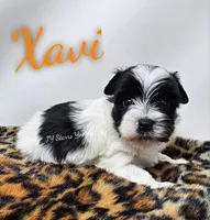 Xavi, a male Yorkshire Terrier for sale in Trinity, FL – 1 of 6