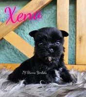 Xena Small, a female Yorkshire Terrier for sale in Trinity, FL – 1 of 4