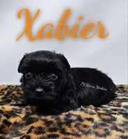 Xabier, a male Yorkshire Terrier for sale in Trinity, FL – 4 of 4