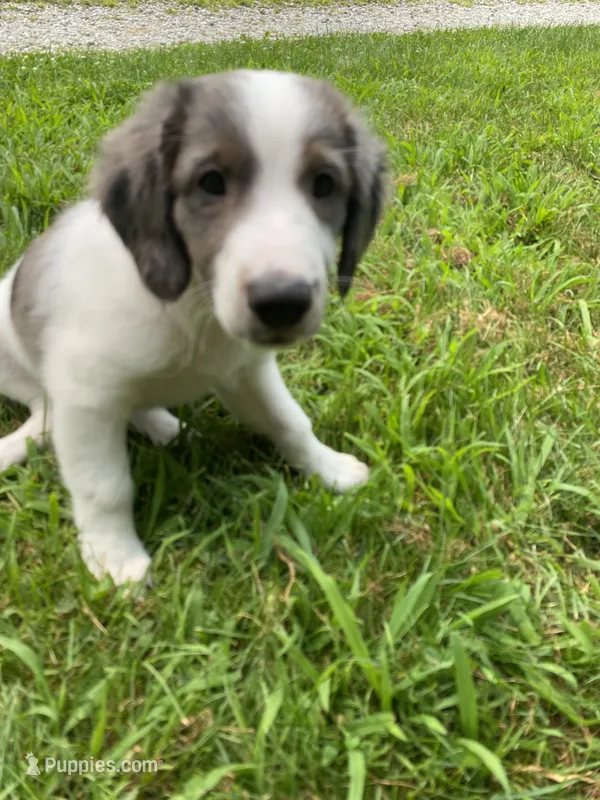 Ty – French Brittany, Shetland Sheepdog puppy for sale in Wooster, OH