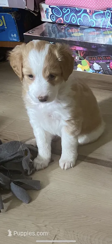 Wildfire – French Brittany, Shetland Sheepdog puppy for sale in Wooster, OH