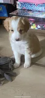 Wildfire, a female French Brittany and Shetland Sheepdog for sale in Wooster, OH – 1 of 1