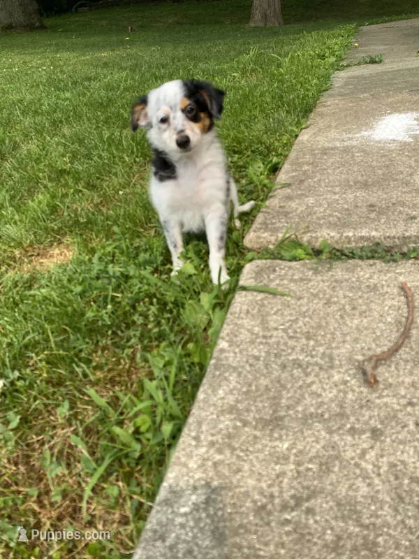 Avalee – French Brittany, Shetland Sheepdog puppy for sale in Wooster, OH