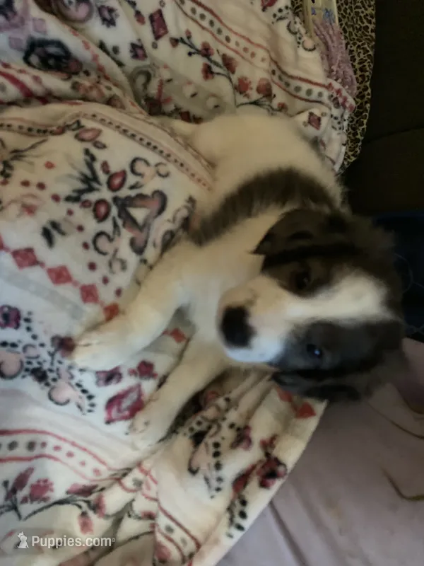 Cane – French Brittany, Shetland Sheepdog puppy for sale in Wooster, OH